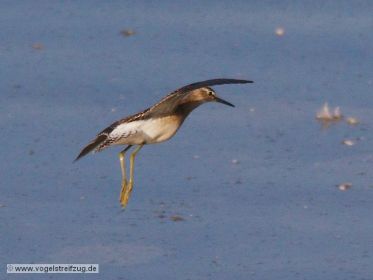 Bruchwasserläufer im Flug
