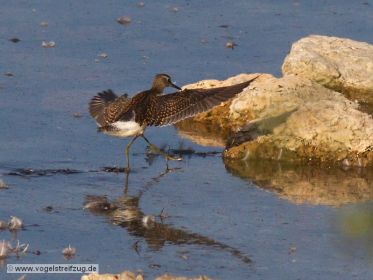 Bruchwasserläufer im Flug