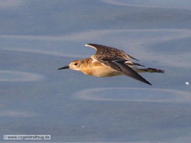 Fliegender Kampfläufer