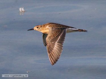Fliegender Kampfläufer