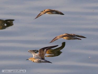 Drei Kampfläufer im Flug über Ismaninger Speichersee