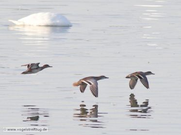 Drei Knäkenten fliegen im Ismaninger Speichersee