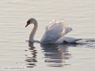 Stolzer Höckerschwan