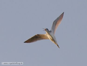 Grünschenkel im Flug