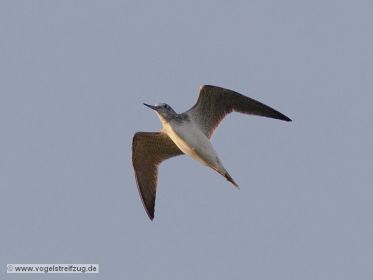 Grünschenkel im Flug