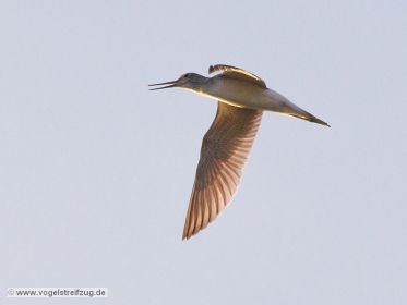 Grünschenkel im Flug