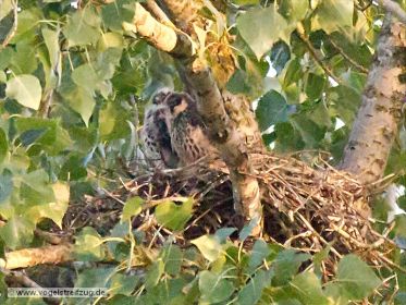 Junge Baumfalken im Nest