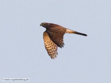 Sperber fliegt am Rand des Ismaninger Speichersees