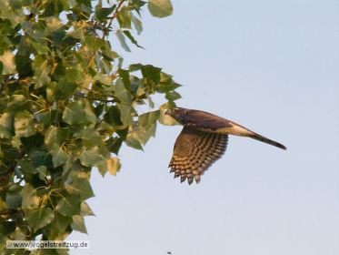 Sperber fliegt am Rand des Ismaninger Speichersees