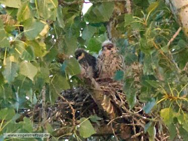 Junge Baumfalken im Nest