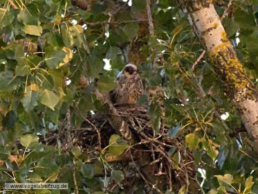 Junge Baumfalken im Nest