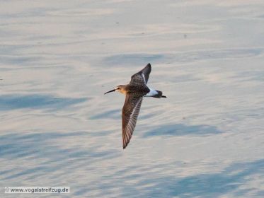 Sichelstrandläufer fliegt über Ismaninger Speichersee