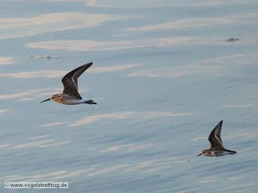 Sichelstrandläufer und Zwergstrandläufer im Flug
