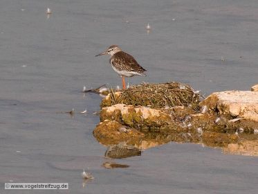 Rotschenkel ruht sich auf Stein aus