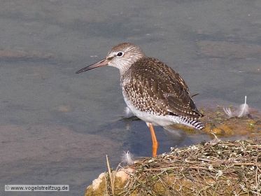 Rotschenkel ruht sich auf Stein aus