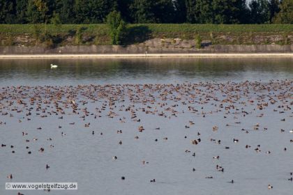 Jede Menge Kolbenenten und Tafelenten im Ismaninger Speichersee
