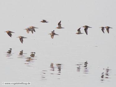 Kampfläufer und ein Sichelstrandläufer fliegend über Ismaninger Speichersee