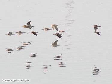 Kampfläufer und ein Sichelstrandläufer fliegend über Ismaninger Speichersee