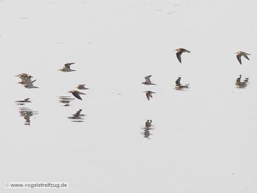 Kampfläufer und ein Sichelstrandläufer fliegend über Ismaninger Speichersee