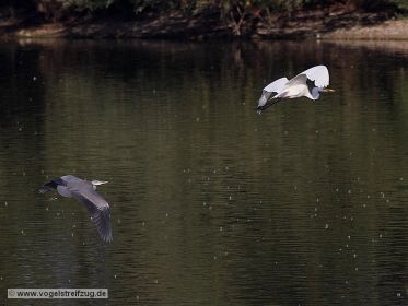 Graureiher und Silberreiher