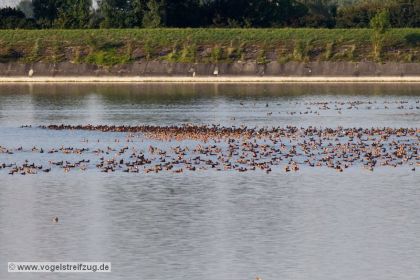 Jede Menge Kolbenenten und Tafelenten im Ismaninger Speichersee