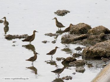 Kampfläufer, Sichelstrandläufer, Alpenstrandläufer