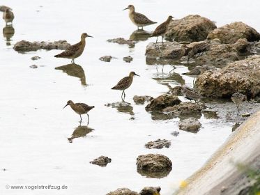 Kampfläufer, Sichelstrandläufer, Alpenstrandläufer