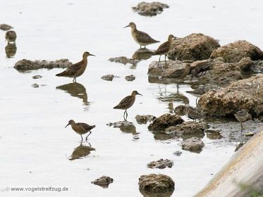 Kampfläufer, Sichelstrandläufer, Alpenstrandläufer