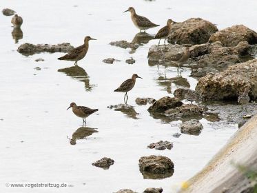 Kampfläufer, Sichelstrandläufer, Alpenstrandläufer