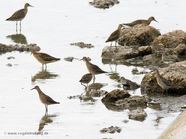 Kampfläufer, Sichelstrandläufer, Alpenstrandläufer