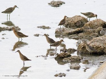 Kampfläufer, Sichelstrandläufer, Alpenstrandläufer