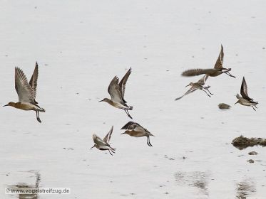 Kampfläufer, Sichelstrandläufer, Alpenstrandläufer