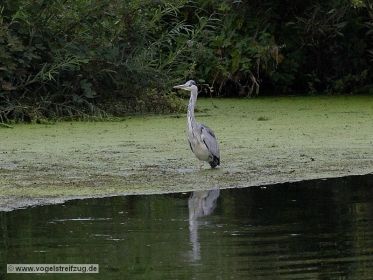 Graureiher auf Nahrungssuche