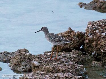 Es ist schon fast dunkel um 20 Uhr: Rotschenkel am Damm