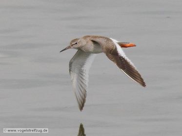 Rotschenkel, fliegend