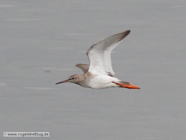 Rotschenkel, fliegend