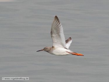 Rotschenkel, fliegend