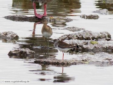 Rotschenkel mit Kampfläufer