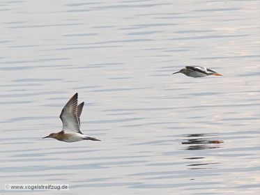 Kampfläufer und Rotschenkel fliegen davon