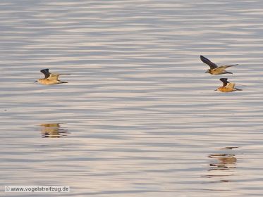 Kampfläufer-Gruppe im Flug über Ismaninger Speichersee