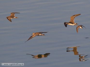 Kampfläufer-Gruppe mit Flussuferläufer im Flug über Ismaninger Speichersee