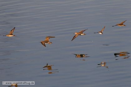 Kampfläufer-Gruppe mit Flussuferläufer im Flug über Ismaninger Speichersee