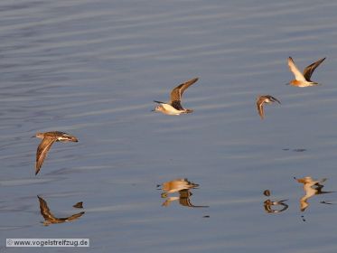 Kampfläufer-Gruppe mit Flussuferläufer im Flug über Ismaninger Speichersee