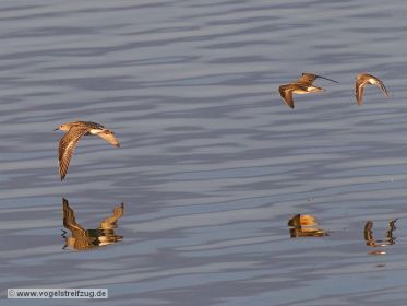 Kampfläufer-Gruppe mit Flussuferläufer im Flug über Ismaninger Speichersee