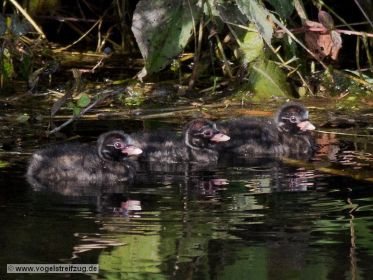 Drei ganz junge Zwergtaucher