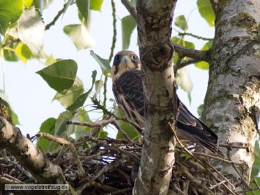 Junger Baumfalke im Nest und wird wohl gleich losfliegen