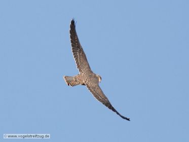 Junger Baumfalke dreht eine Runde