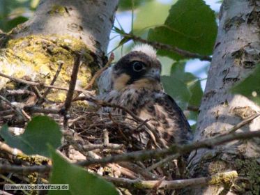 Junger Baumfalke im Nest. Offenbar noch nicht flügge