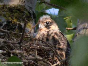 Junger Baumfalke im Nest. Offenbar noch nicht flügge