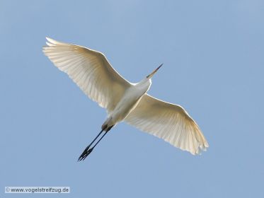 Silberreiher im Flug